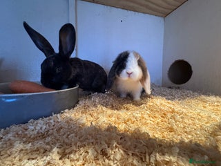 Mixed Breed rabbits Mixed baby rabbits - Advert 14