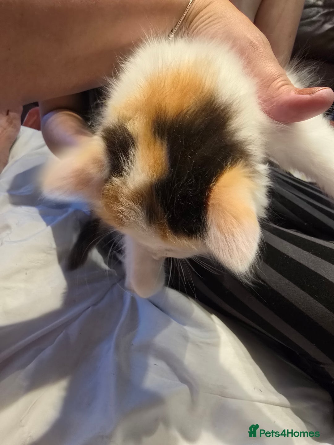 European cats for sale: Beautiful kittens  - Image 2