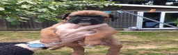 Boxer dogs for sale: Beautiful boxer pups for sale - Advert 11
