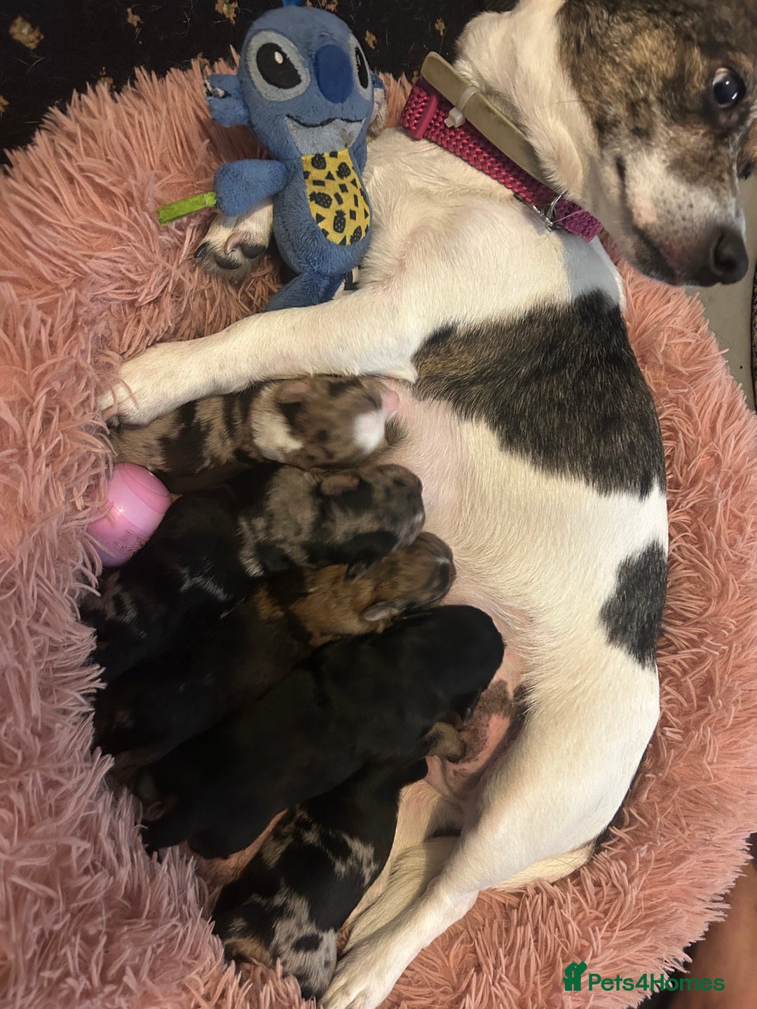 Mixed Breed dogs for sale: Jack-Chi Puppies - 2 Boys Left - Image 7
