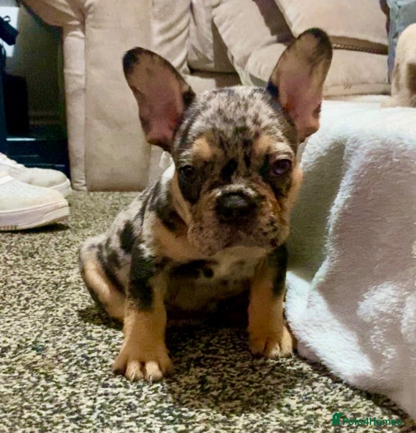 French Bulldog dogs Only 1 boy left! Tri coloured merle - Advert 1