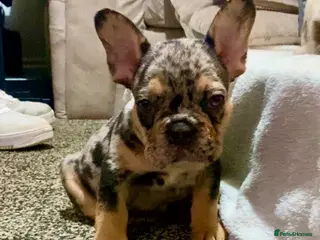 French Bulldog dogs Only 1 boy left! Tri coloured merle - Advert 1