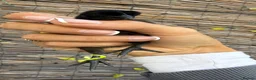 Chickens poultry for sale: Day old ayam cemani chicks - Advert 2