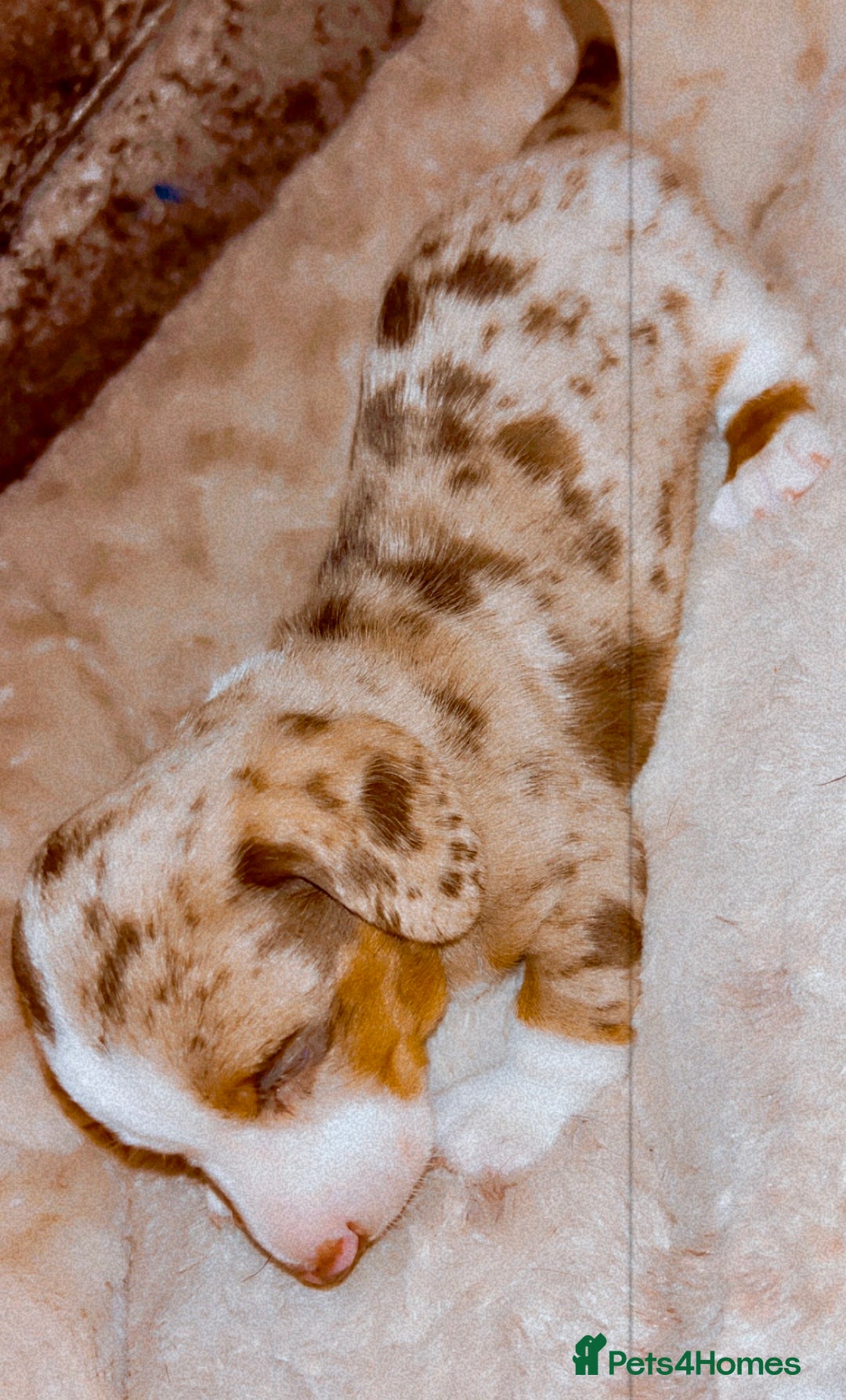 Dachshund dogs for sale: Dachshund  - Advert 16