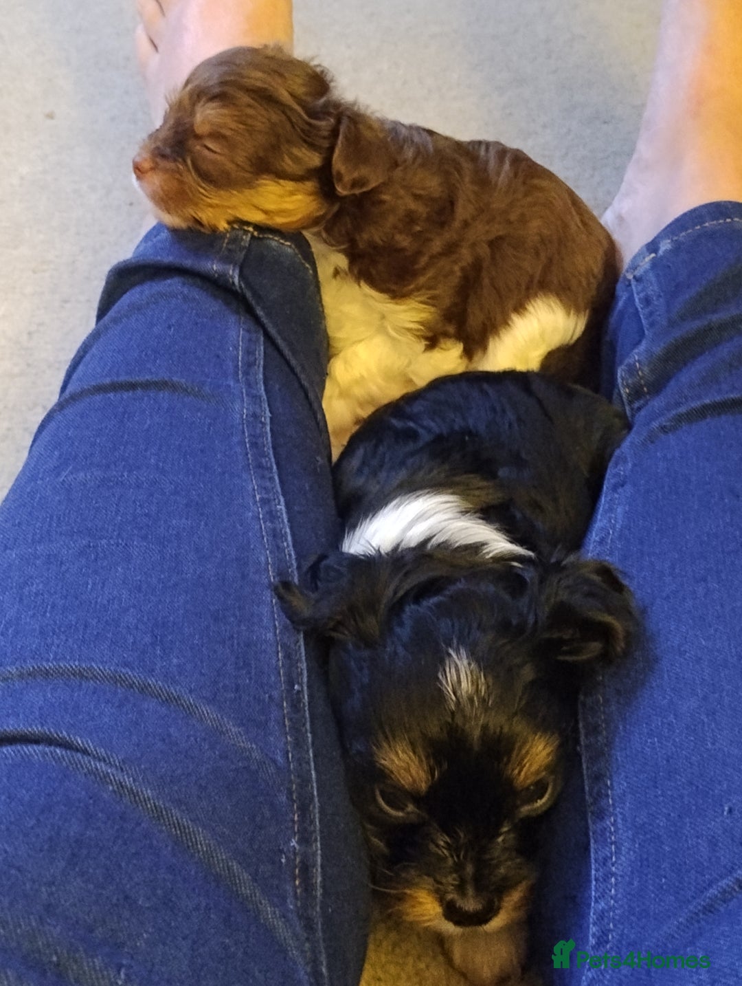 Biewer Terrier dogs for sale: 4 biewer Yorkshire terrier puppies for sale  - Advert 4