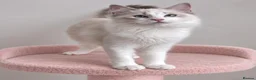 Ragdoll cats for sale: 🐾 Beautiful Ragdoll Kittens for Sale 🐾 - Advert 3