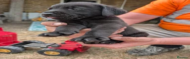 Labrador Retriever 3
