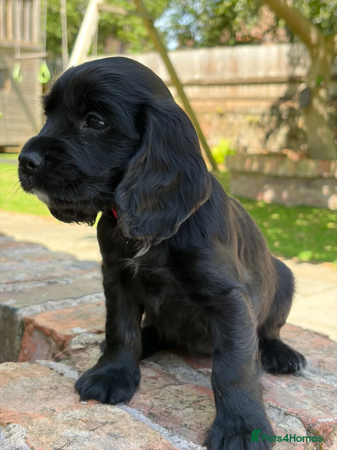 Cocker Spaniel dogs for sale: Litter of 6 Gorgeous Shwocker Pups - Advert 2