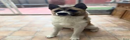 Akita dogs for sale: 2 American Akitas brother & sister in Telford - Advert 11