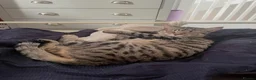 Domestic Shorthair cats for sale: Gorgeous Tabby siblings  - Advert 5