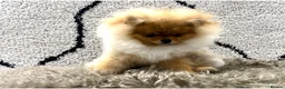 Pomeranian dogs for stud: 🐾 Handsome High-Pedigree Pomeranian Stud 🐾 in London - Advert 2