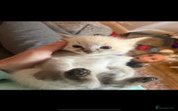 Ragdoll cats for sale: Gorgeous pedigree Ragdoll kittens for sale  - Image 13