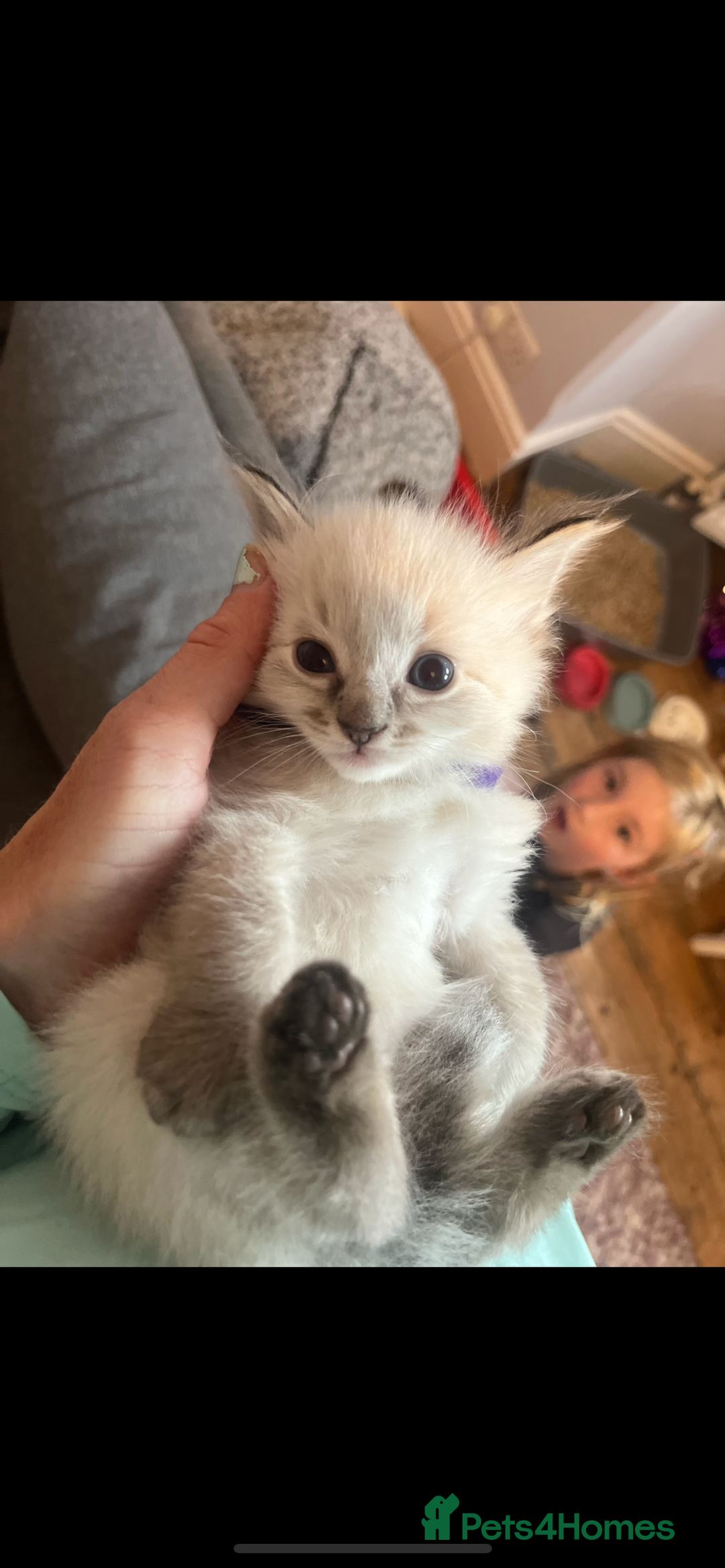 Ragdoll cats for sale: Gorgeous pedigree Ragdoll kittens for sale  - Image 13