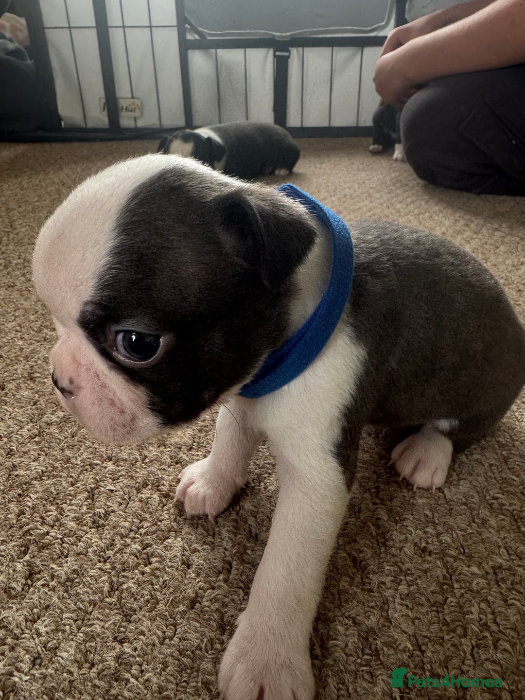 Boston Terrier dogs for sale: Beautiful Boston Terrier Puppies for Loving Homes - Image 12