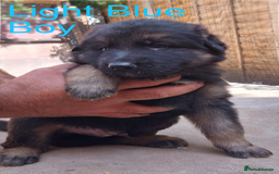 German Shepherd dogs for sale: Beautiful Chunky German Shepherd Puppies - Image 6