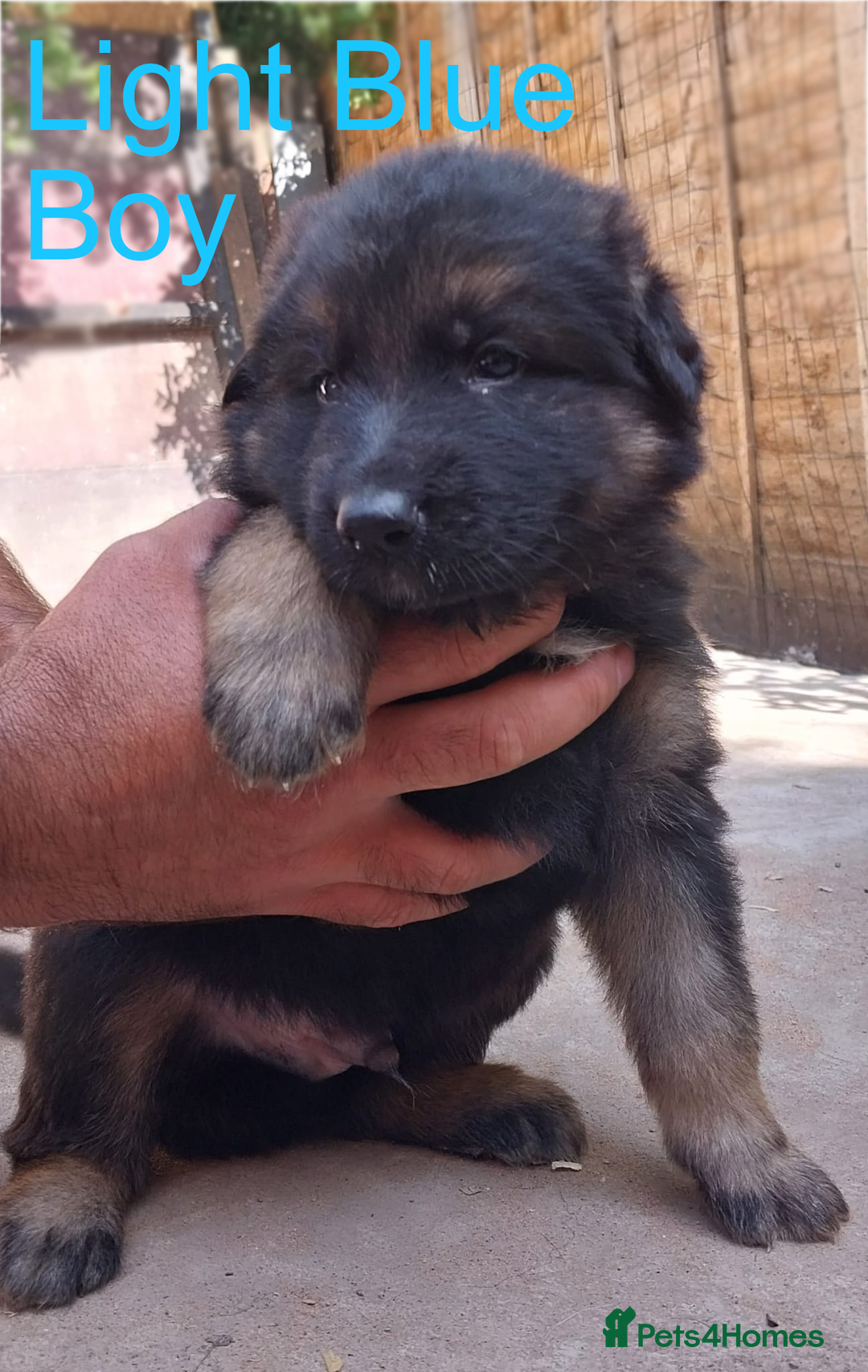 German Shepherd dogs for sale: Beautiful Chunky German Shepherd Puppies - Image 6