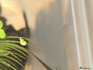 Axolotl reptiles Axolotl eggs - Advert 4