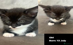 Domestic Shorthair cats for sale: Kittens - Image 3