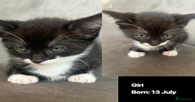 Domestic Shorthair cats - Advert 13