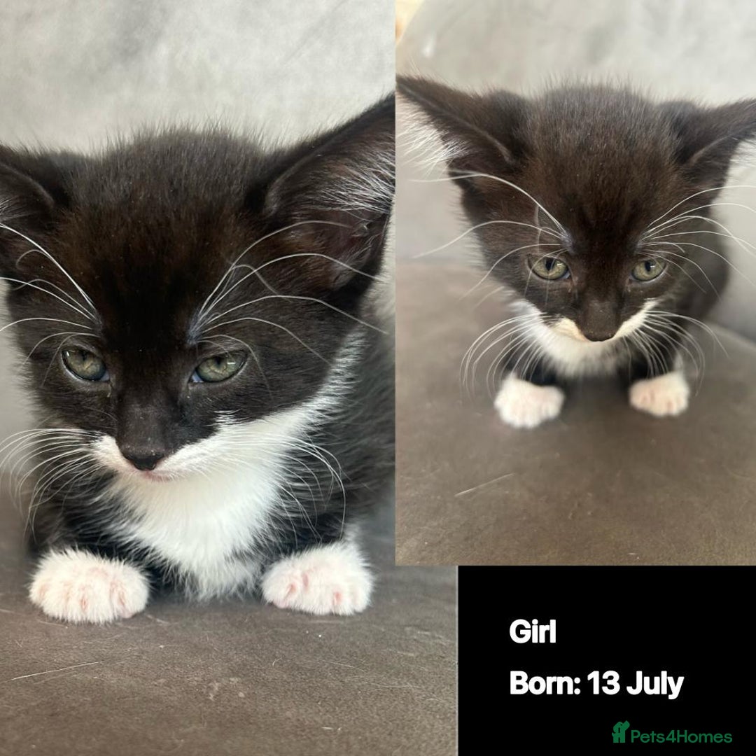 Domestic Shorthair cats for sale: Kittens - Image 3