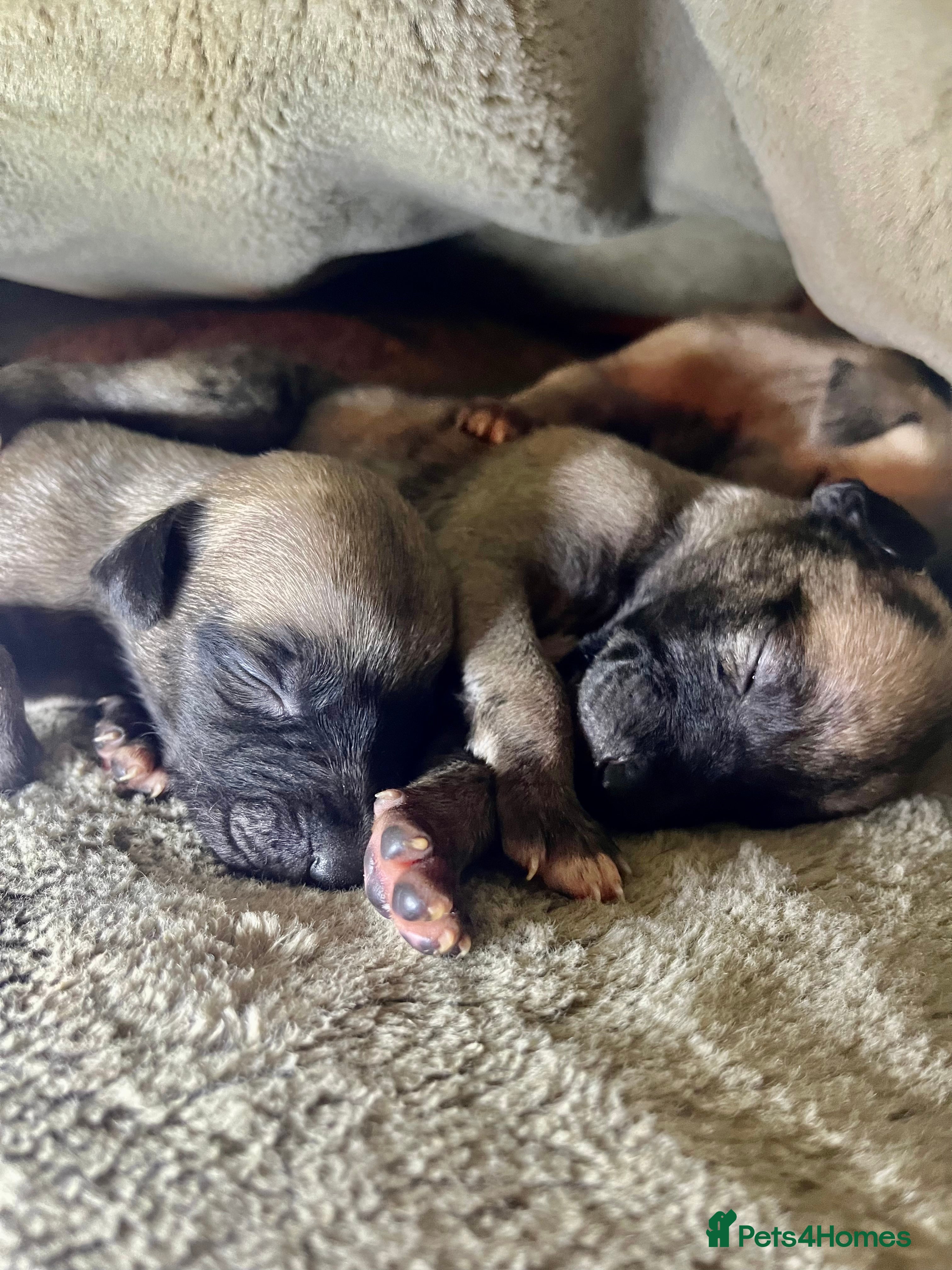 Whippet dogs Gorgeous KC Whippet Pups - Advert 4