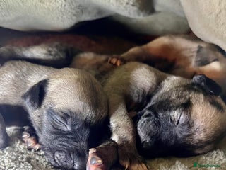 Whippet dogs Gorgeous KC Whippet Pups - Advert 6