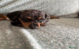 Miniature Dachshund dogs for sale: 5 beautiful miniature dachshunds for sale - Image 4