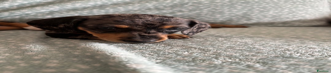 Miniature Dachshund Puppy 5