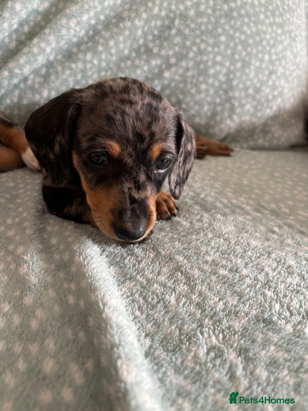 Miniature Dachshund dogs for sale: 5 beautiful miniature dachshunds for sale - Image 4