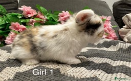 Mini Lop rabbits for sale: ⭐️ STUNNING PURE BRED MINI LOPS⭐️ - Image 5