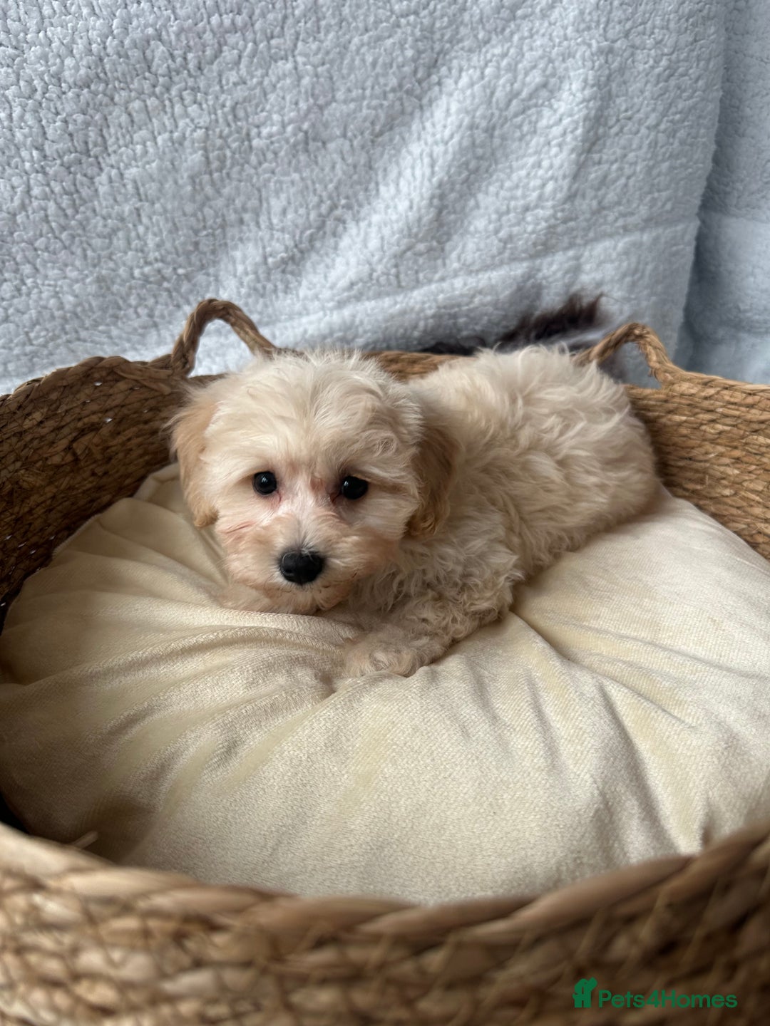 Maltipoo dogs for sale: F1 Toy Maltipoo puppys   - Image 7