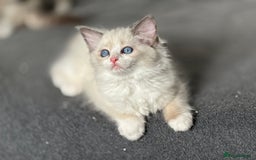 Ragdoll cats for sale: Attention please🥳TICA & Rare - Image 37