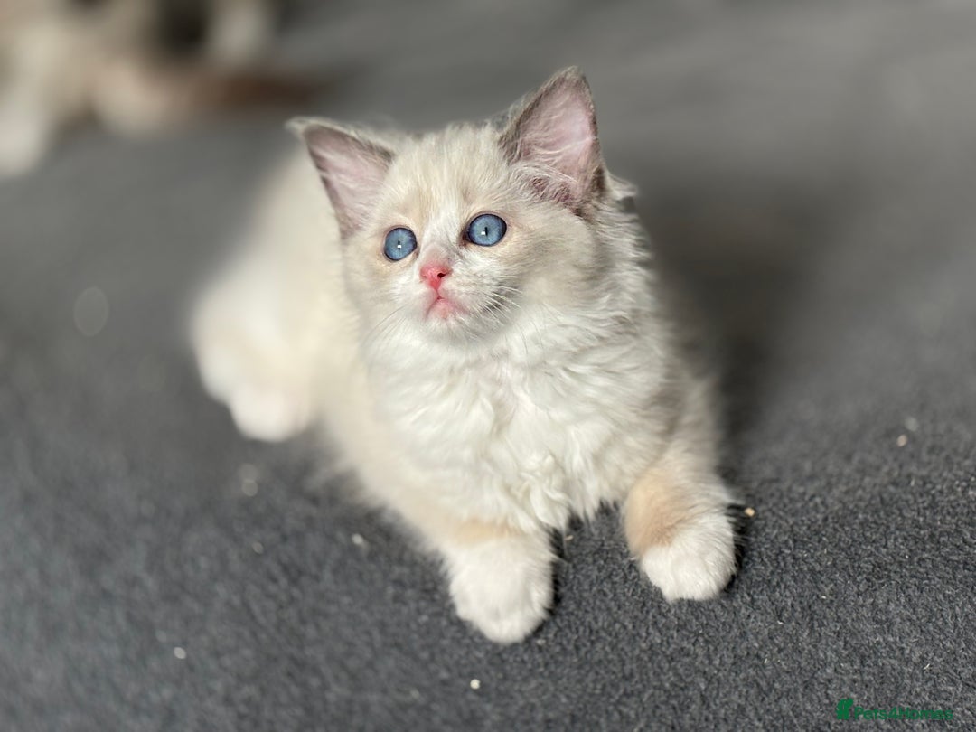 Ragdoll cats for sale: Attention please🥳TICA & Rare - Image 37