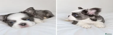Titan