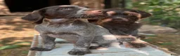 Mixed Breed dogs for sale: German Wirehaired pointer - Advert 1