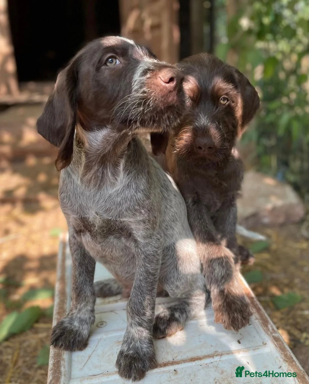 Mixed Breed dogs for sale: German Wirehaired pointer - Advert 1