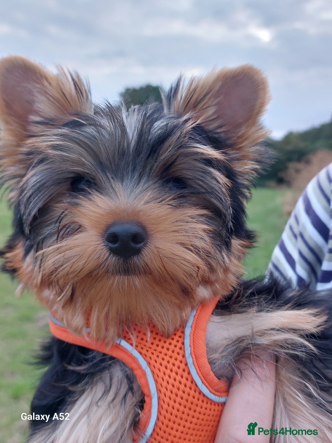 Life Span Big Yorkie Looking Dog York Shine Terrier Yorkshire