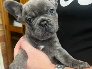 French Bulldog dogs Gorgeous KC Reg Blue and Lilac Frenchie Babies - Advert 18