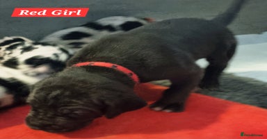 Great Dane dogs - Advert 11