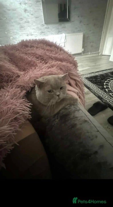 British Shorthair cats British shorthair kittens 3 boys and 2 girls  - Advert 1