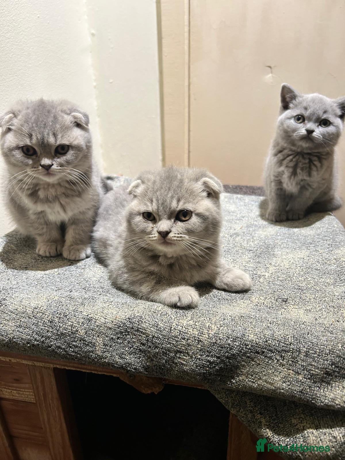 Scottish Fold cats for sale: Adorable Scottish Fold Kittens - Advert 2
