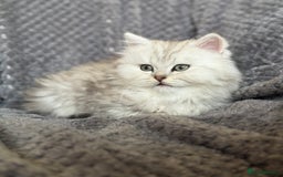 British Longhair cats for sale: Stunning fluffy Maine coon x british longhair  - Image 20