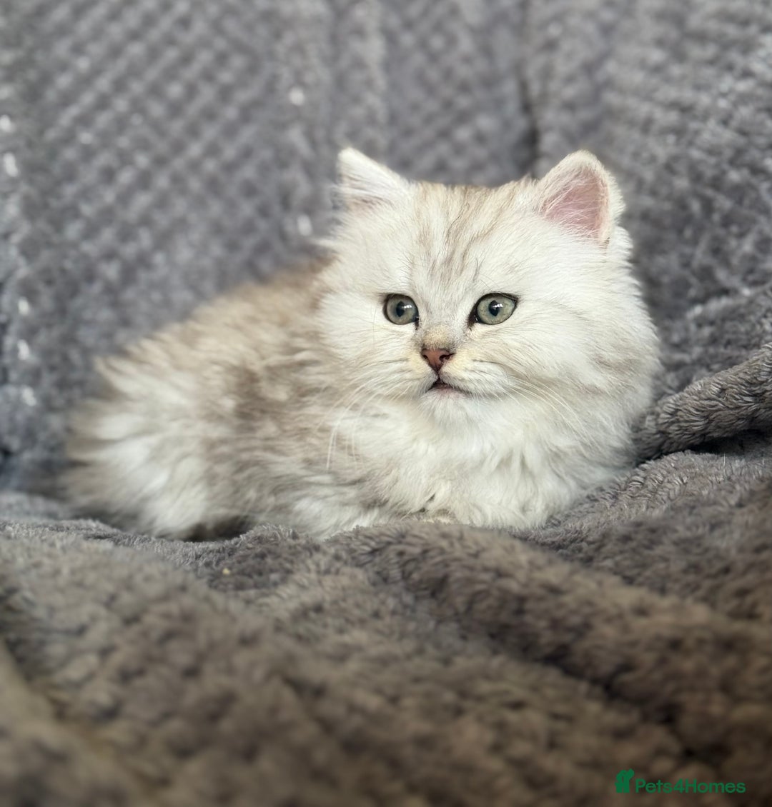 British Longhair cats for sale: Stunning fluffy Maine coon x british longhair  - Image 20