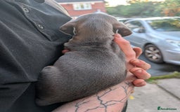 Dachshund dogs for sale: Daschund Puppies for sale  - Image 9
