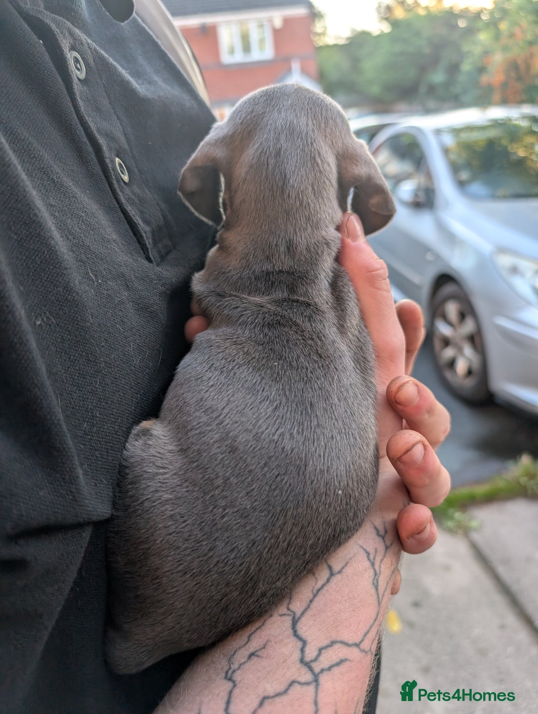 Dachshund dogs for sale: Daschund Puppies for sale  - Image 9