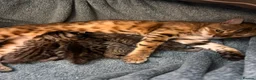 Mixed Breed cats for sale: Bengal mixed breed kittens with exceptional marks - Advert 1