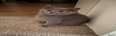 British Shorthair 2