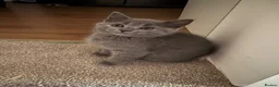British Shorthair cats for sale: Five girls  - Advert 5