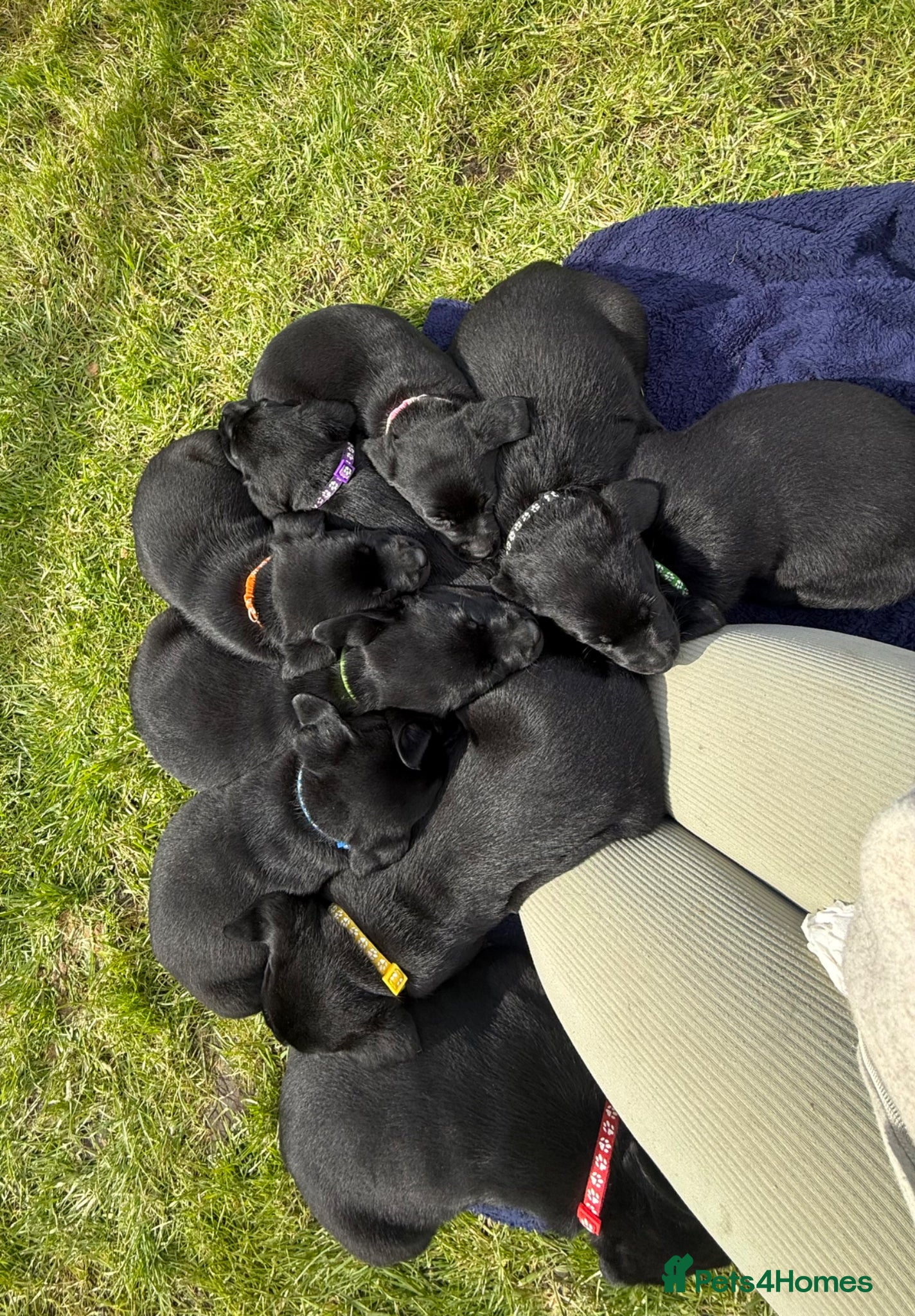 Labrador Retriever dogs Black Labrador puppies  - Advert 6