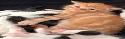 Mixed Breed cats for sale: Mixed Maine Coon kittens  - Advert 10